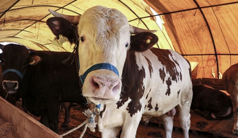 Kurban kesiminde bu önlemlere dikkat