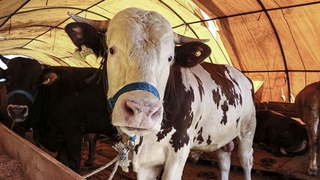 Kurban kesiminde bu önlemlere dikkat