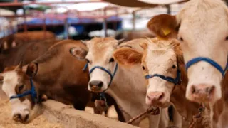 Kurban satış ve kesim yerleri için yeni kriterler belirlendi