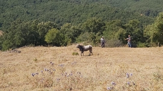 Kurbanda kaçtı, 26 gün sonra yakalandı
