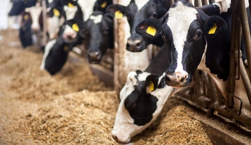 Kurbanda Kist Hidatik hastalığına dikkat