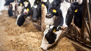 Kurbanda Kist Hidatik hastalığına dikkat