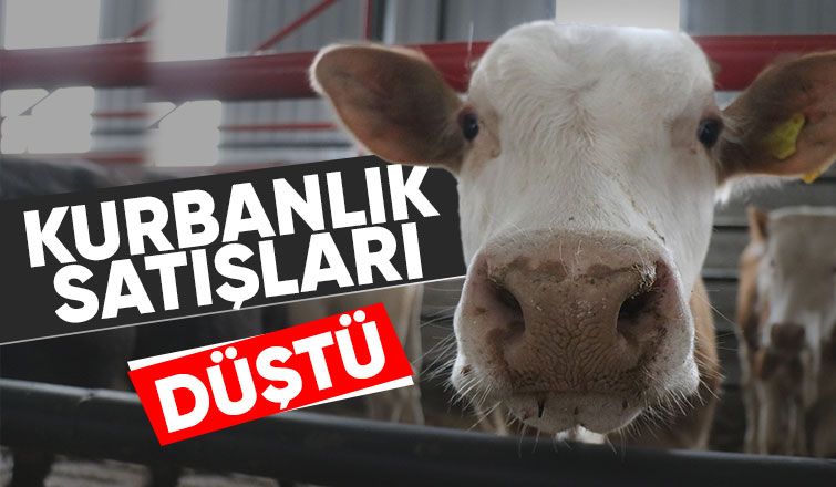 Kurbanda yurt dışı bağış arttı