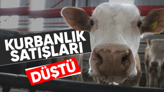 Kurbanda yurt dışı bağış arttı