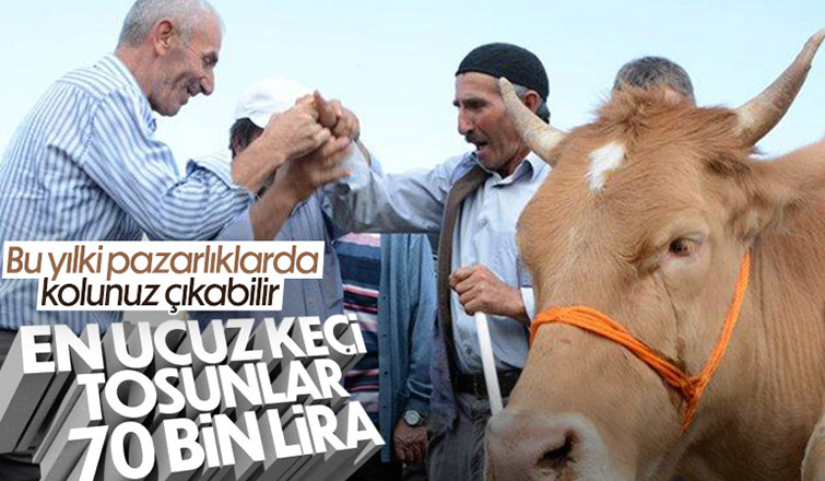 Kurbanlık fiyatları yükseldi, büyükbaşlar 70 bin TL'yi gördü