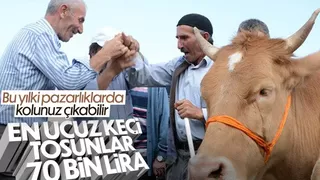 Kurbanlık fiyatları yükseldi, büyükbaşlar 70 bin TL'yi gördü