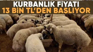 Kurbanlık fiyatlarında son durum