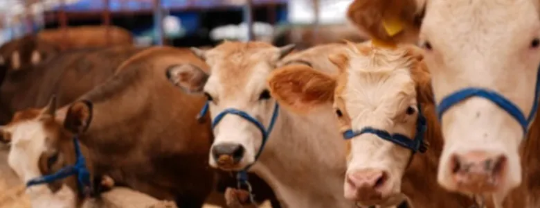 Kurbanlık hayvanlar için kritik uyarı