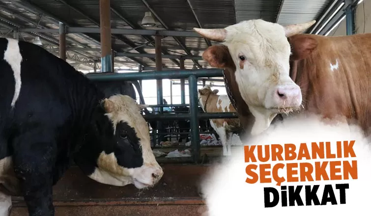 Kurbanlık seçerken bunlara dikkat edin