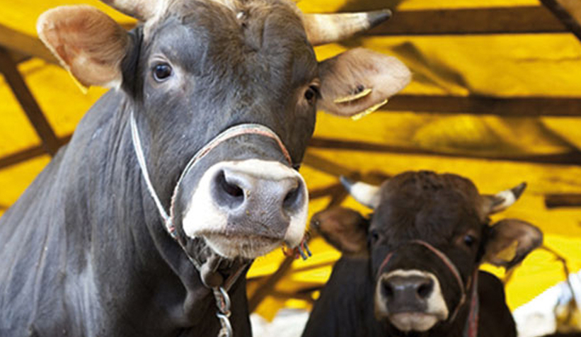 Kurbanlık seçiminde püf noktalar