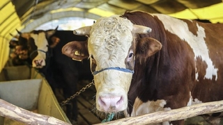 Kurbanlık telaşı başladı; İşte fiyatlar