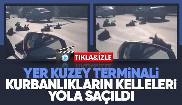 Kurbanlıkların kelleleri yola saçıldı