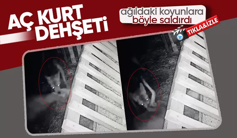 Kurdun ağıldaki koyunlara saldırması kamerada