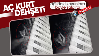 Kurdun ağıldaki koyunlara saldırması kamerada