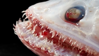 Küresel ısınma nedeniyle yeni hayvanlar ortaya çıktı