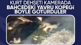 Kurt dehşeti kamerada