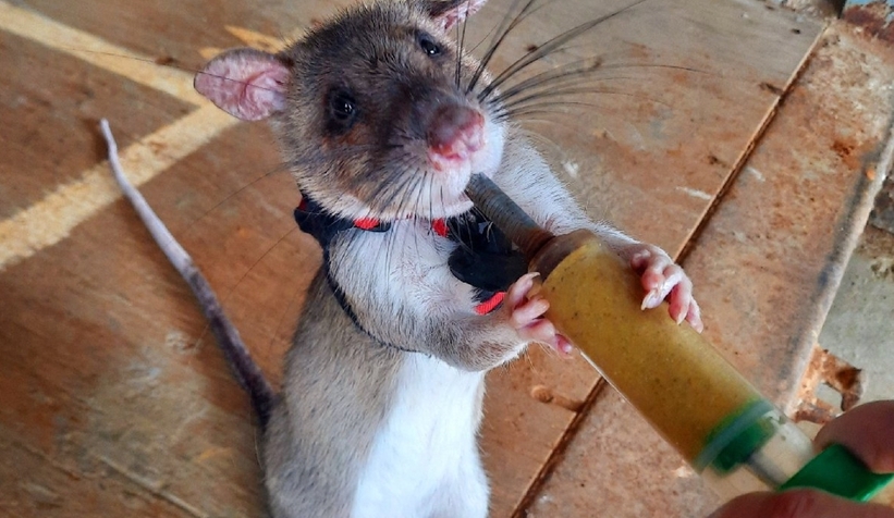 Kurtarma çalışmalarına katılacak farelerin ilk görev yeri Türkiye