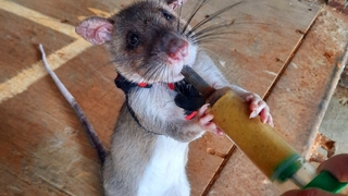 Kurtarma çalışmalarına katılacak farelerin ilk görev yeri Türkiye