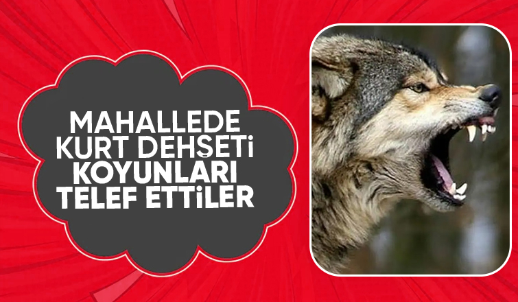 Kurtlar koyunlara saldırdı