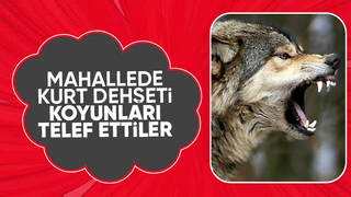 Kurtlar koyunlara saldırdı