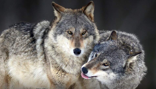 Kurtlara Dair Araştırma TÜBİTAK'tan kabul aldı