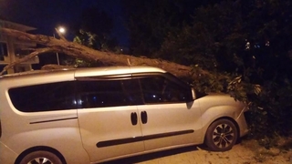 Kurumuş ağaç, park halindeki aracın üzerine devrildi