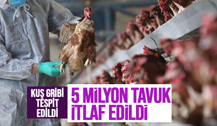 Kuş gribi alarmı, 5 milyonu aşkın tavuk itlaf edildi