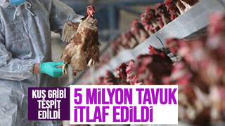 Kuş gribi alarmı, 5 milyonu aşkın tavuk itlaf edildi