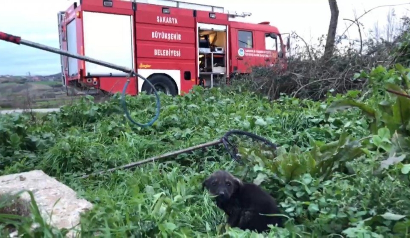 Kuyuya düşen köpeği itfaiye kurtardı