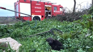 Kuyuya düşen köpeği itfaiye kurtardı