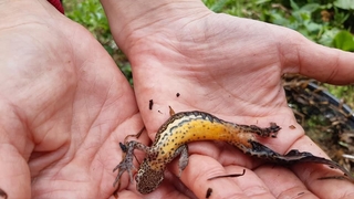 Kuzey şeritli semender izleme çalışmaları başladı
