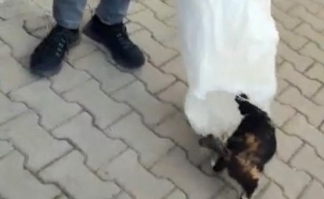 KYK yurdunda skandal: Kedileri çuvallara koyarak topladılar