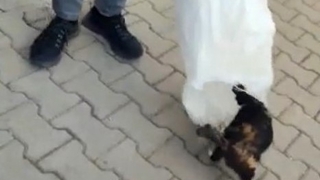 KYK yurdunda skandal: Kedileri çuvallara koyarak topladılar