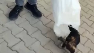 KYK yurdunda skandal: Kedileri çuvallara koyarak topladılar