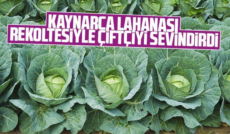 Lahana çiftçinin yüzünü güldürdü