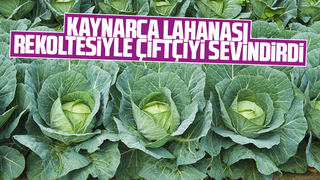 Lahana çiftçinin yüzünü güldürdü