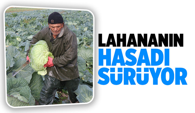 Lahana hasadı devam ediyor