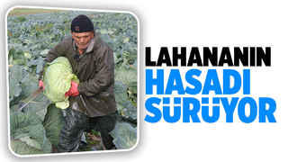 Lahana hasadı devam ediyor