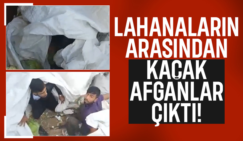 Lahanaların arasına gizlenen 4 Afgan kaçak yakalandı