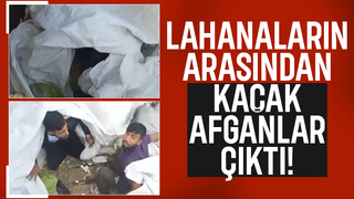 Lahanaların arasına gizlenen 4 Afgan kaçak yakalandı