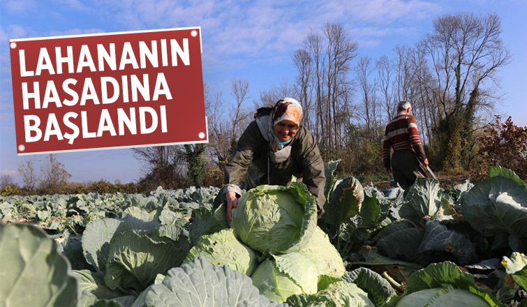 Lahananın hasadına başlandı