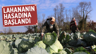 Lahananın hasadına başlandı