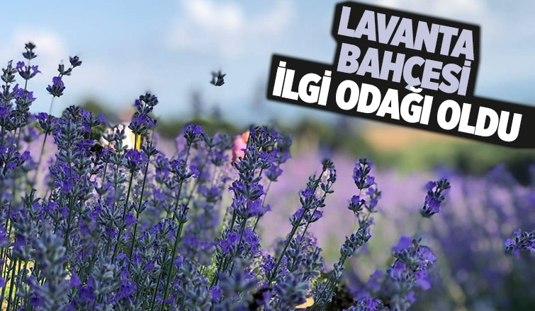 Lavanta bahçesi fotoğrafçıların uğrak noktası oldu