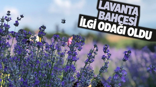 Lavanta bahçesi fotoğrafçıların uğrak noktası oldu