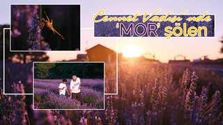 Lavanta hasadı başladı