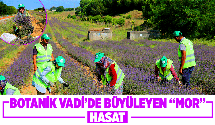 Lavanta hasadı sürüyor