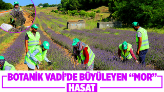 Lavanta hasadı sürüyor