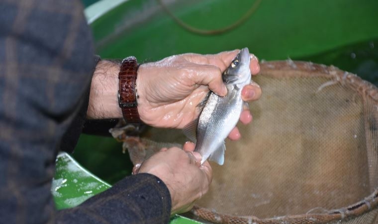 Levreklerde ölümcül hastalık türü saptandı