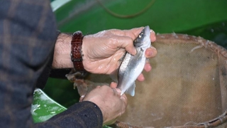 Levreklerde ölümcül hastalık türü saptandı