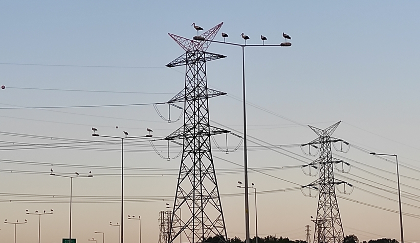 Leylek göçü seferberliği